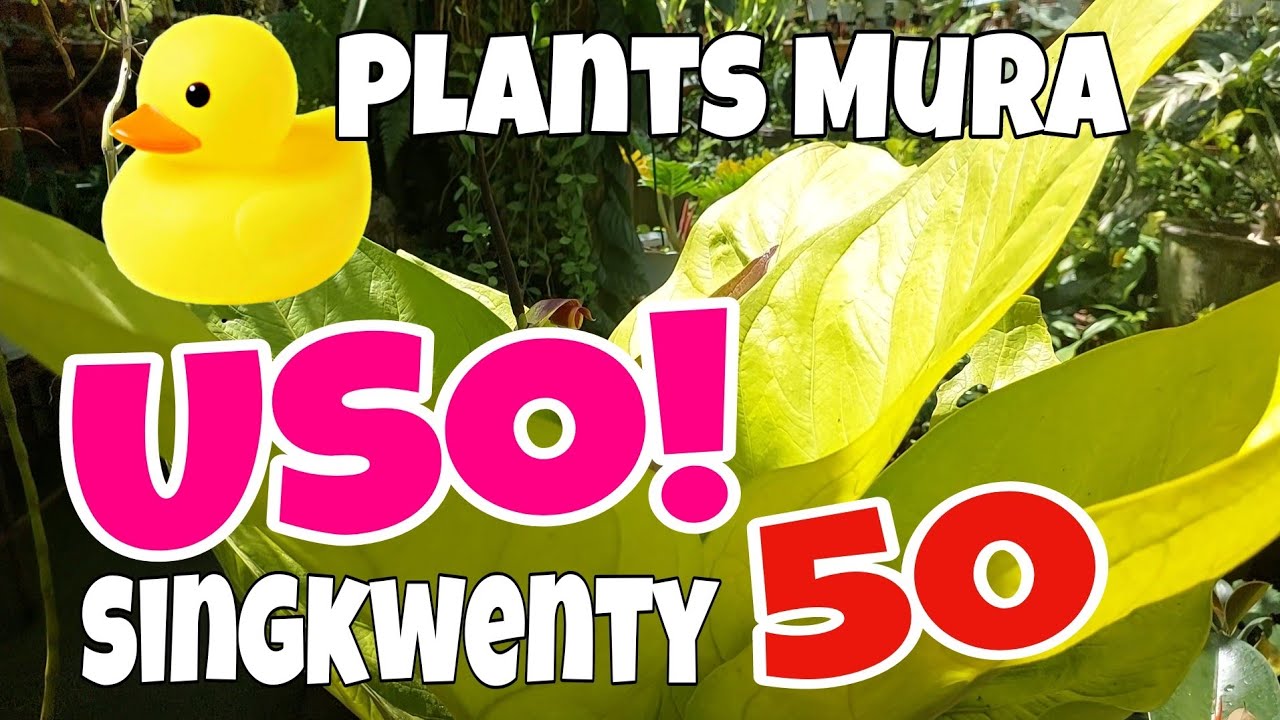 Affordable Plants and Materials in Dulays Garden!Visit Now...#garden #plants #houseplants  #youtube