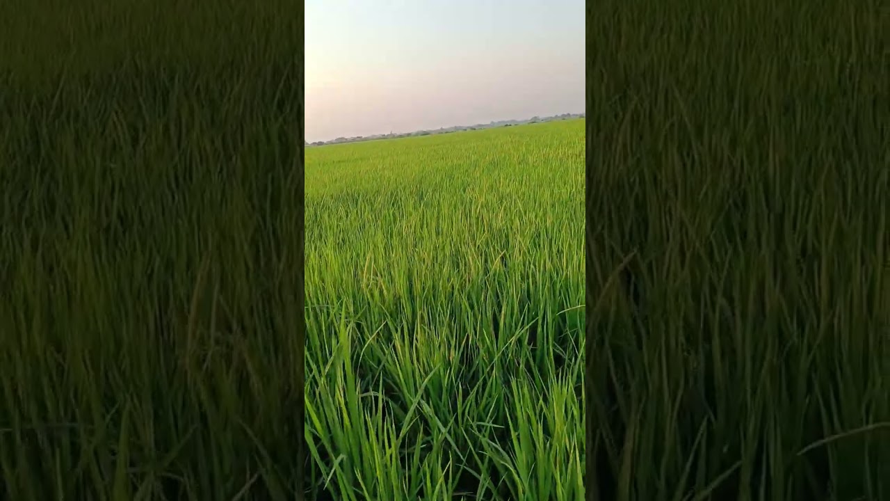 စပါးအပင်ကောင်းပြီး အသီးမတင်ရခြင်းအကြောင်း