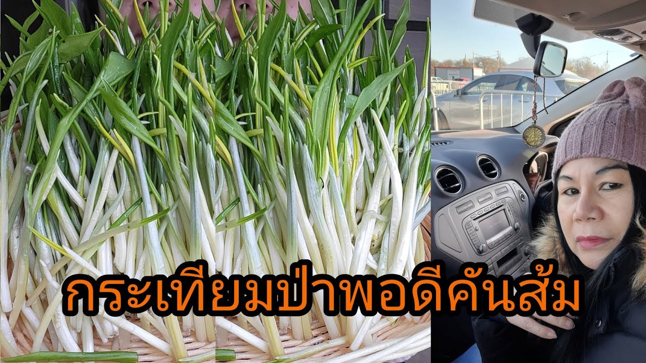 เก็บกระเทียมป่ากอใหญ่ๆงามๆวิธีถนอมกระเทียมไว้กินนานๆไม่ต้องแช่แข็ง