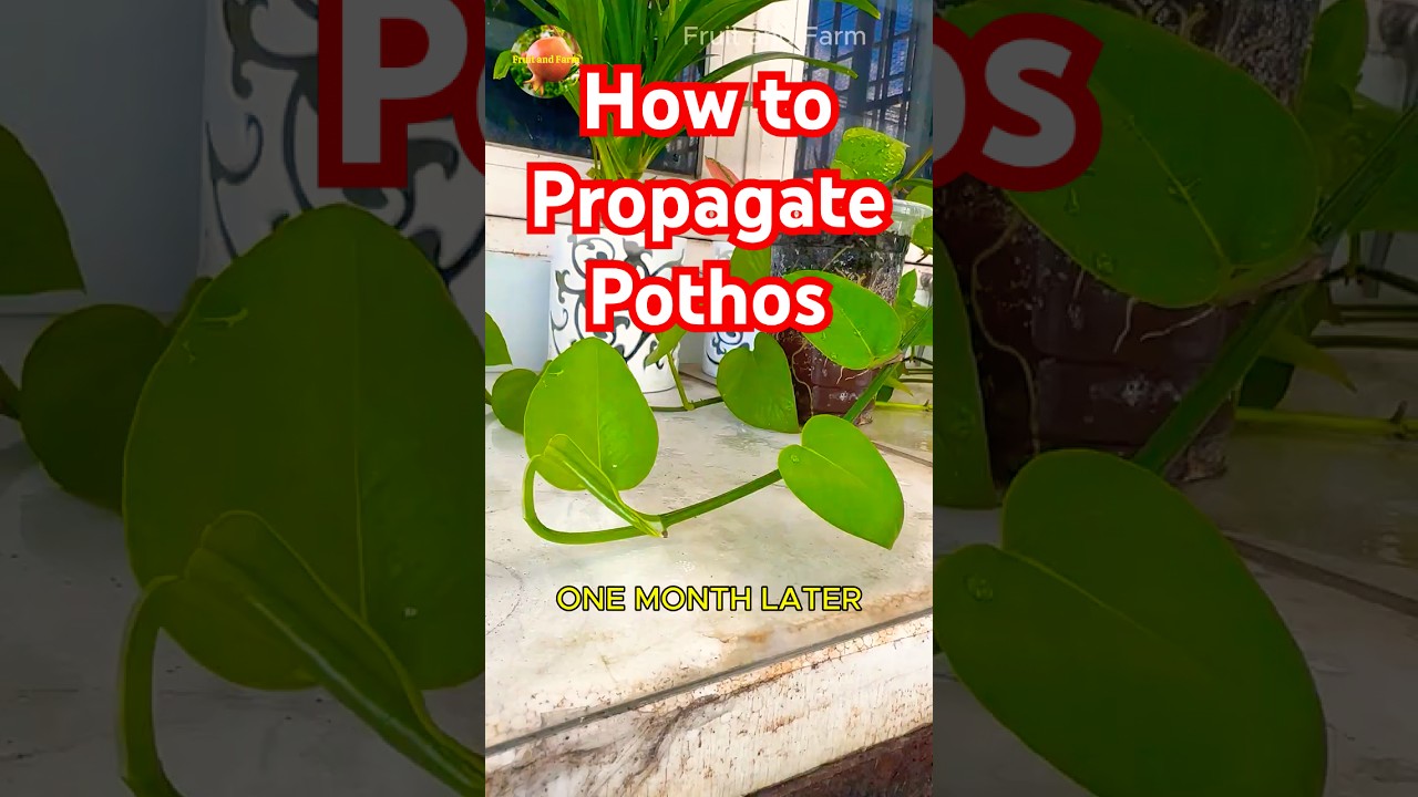 How to Propagate Pothos
