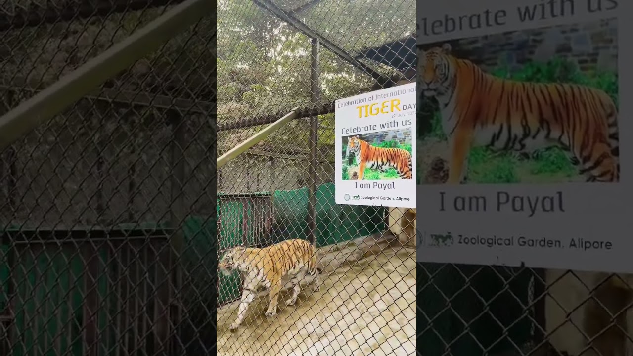 ROYAL BENGAL TIGER || ALIPORE ZOO ।। KOLKATA.       