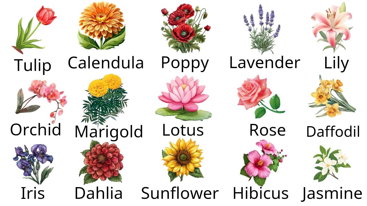 20 Flowers Names In English | Flowers Name in English With Pictures | Flowers Vocabulary