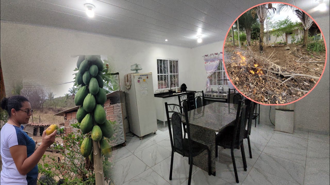 COLHEITA NA FAZENDINHA DEPOIS DE MUITA TEMPO CHEGOU A HORA 