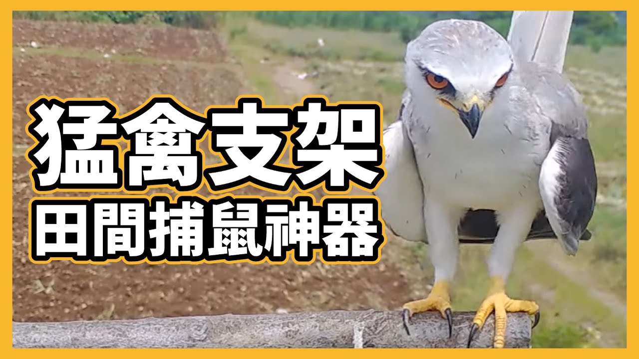 田間老鼠怎麼抓？猛禽來幫你！【防檢署APHIA】