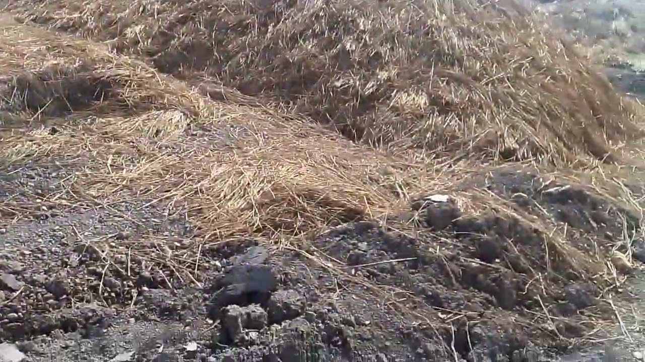 How  to Enrich Soil with Organic Nutrients #organictips #youtube #agriculture