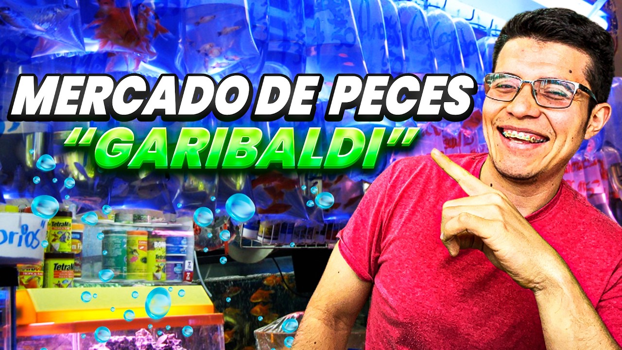 MERCADO DE PECES exóticos Garibaldi ¿Vale la pena?