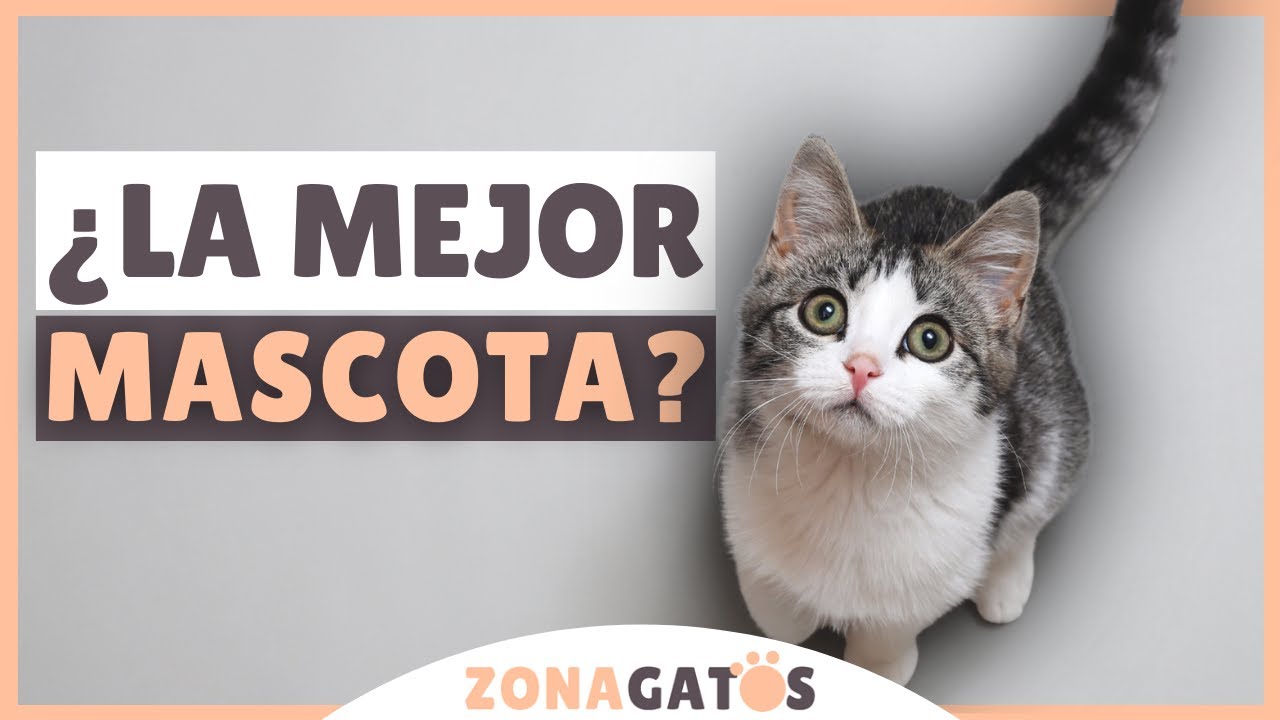 ¿Es un gato la MEJOR MASCOTA? 9 razones para pensar que SÍ