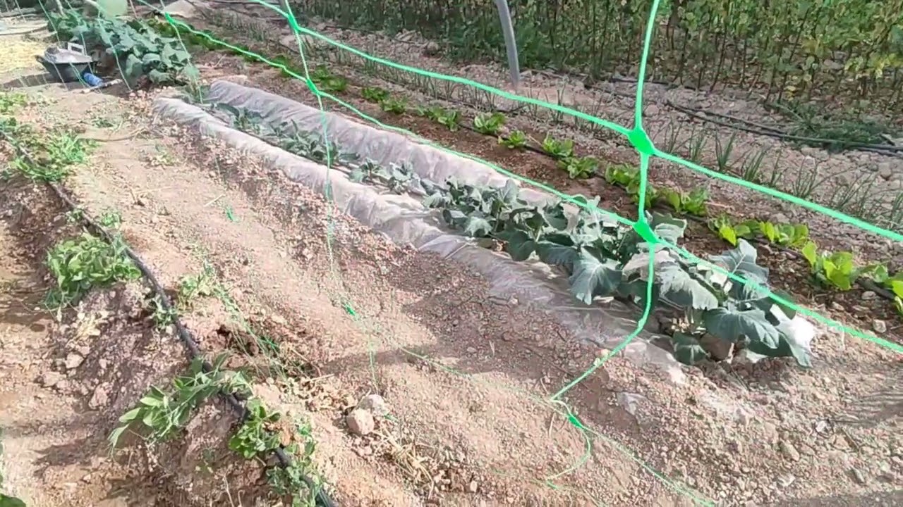 Entutorado con malla de los guisantes (pesoles)