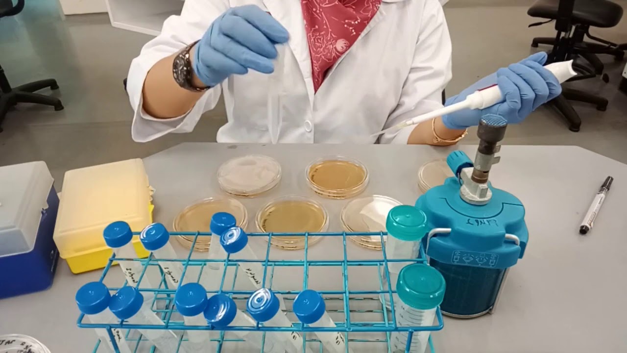Microbiological techniques (Serial dilution, spread plate & pour plate)
