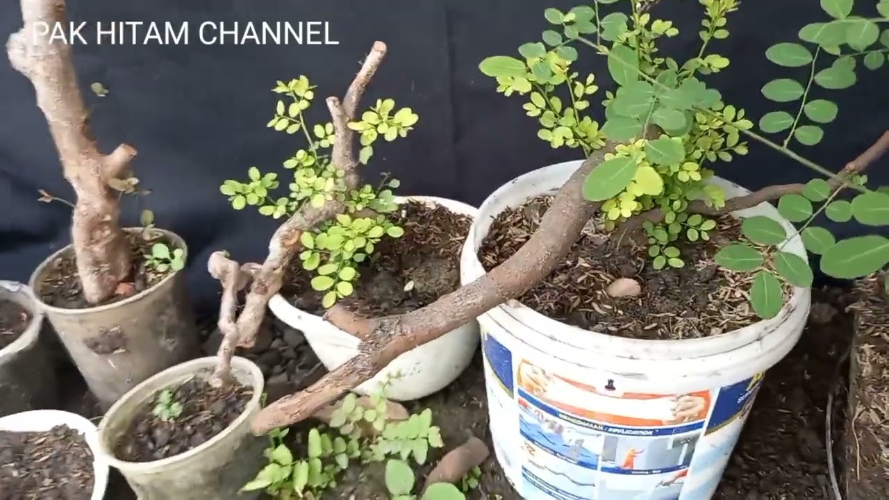 BONSAI ILENG ILENG (REVIEW BAHAN DONGKELAN)