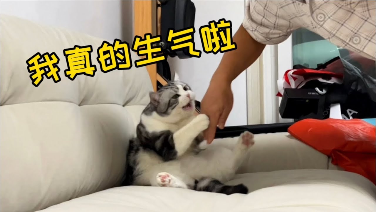 我養的貓…卻和爸媽更親！？是時候離間一下他們了！