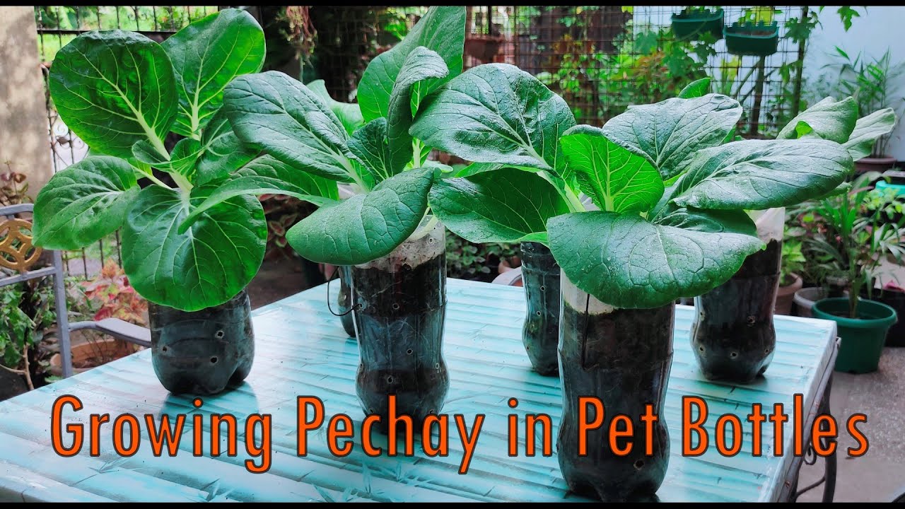 Pechay in Pet Bottles - From Seed to harvest