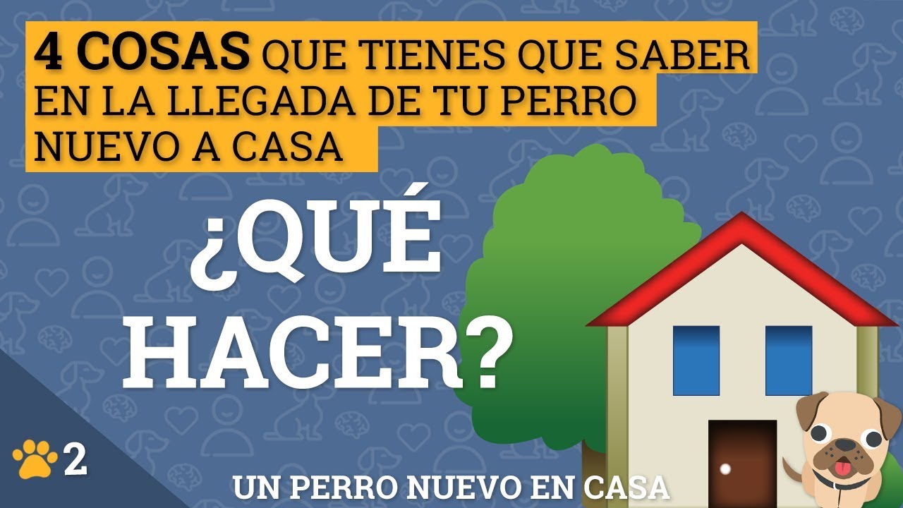 Un perro nuevo en casa #2 - 🐶 LA LLEGADA A CASA ▶ 4 consejos