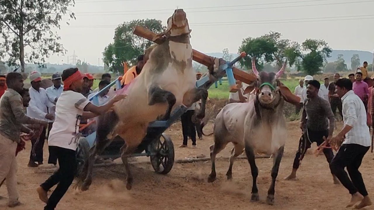 हवेत  उधळनारे जबरदस्त वासरु Kednur and Dharwad Bull Jumping and Running 2083