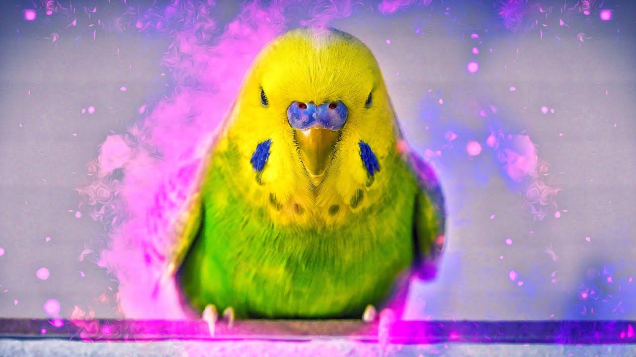 Calming Budgie Sounds - Music Melody of Relaxing Budgies
