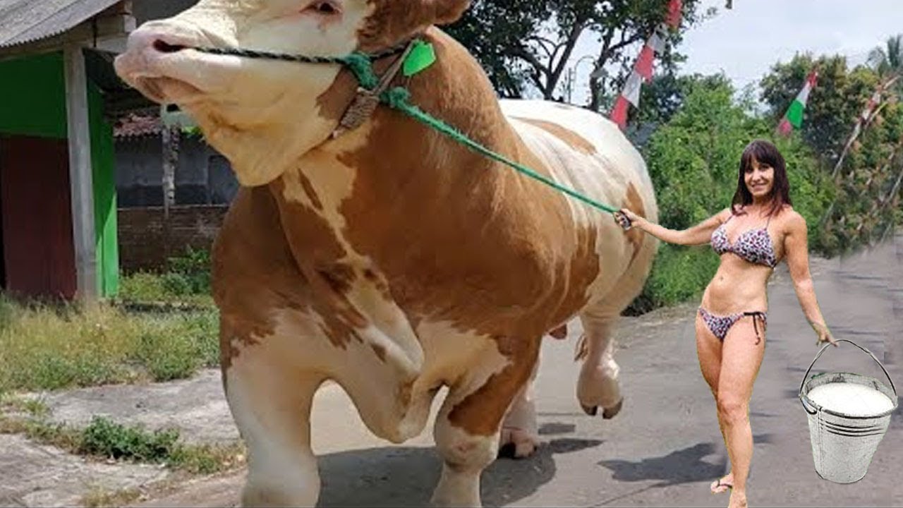 Huge Cow Farm - How to Transport Millions Huge Cow - Modern Export Technology #withme