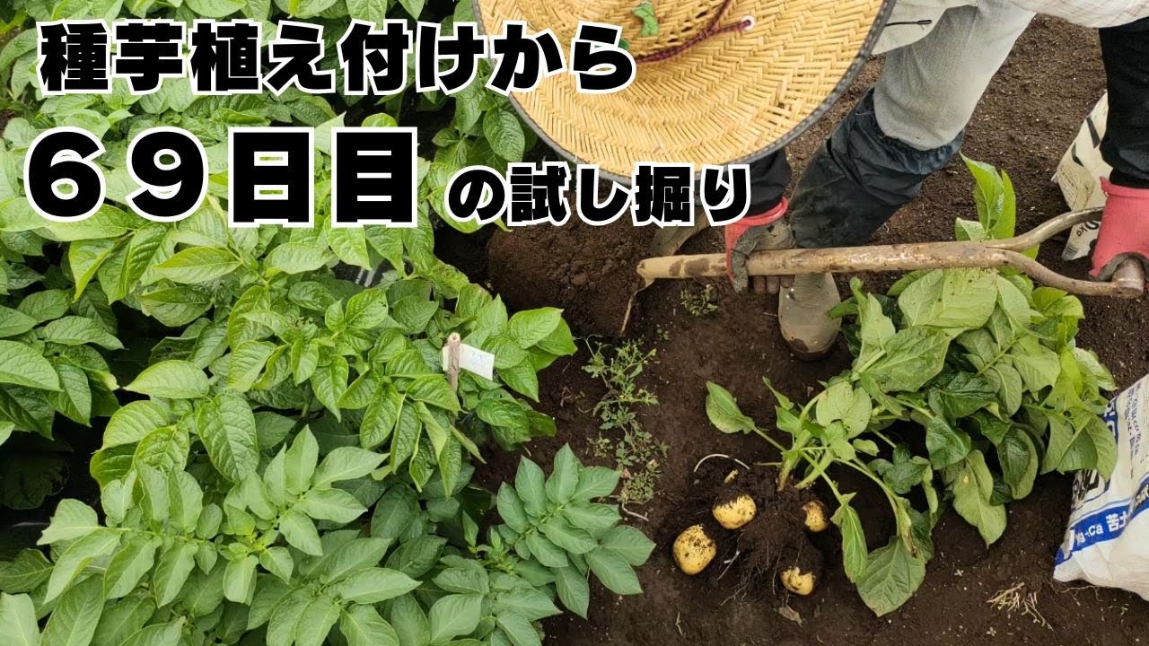 【ジャガイモ試し掘り】６９日目｜葉はまだ元気です　2025年5月18日