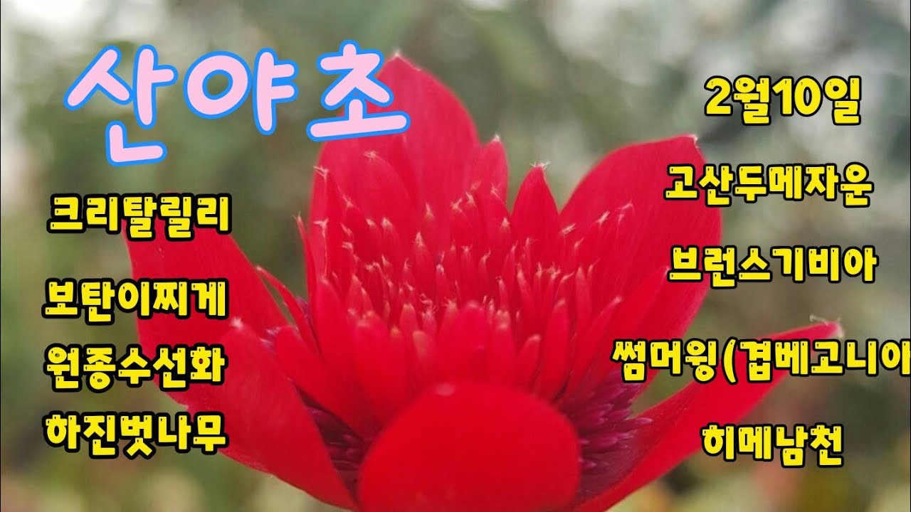 야생화산야초#팽나무#겹일일초4종#미스김라일락#하진벗나무#앵초#초연초#아가판서스#겹베고니아#노랑아즈마국화