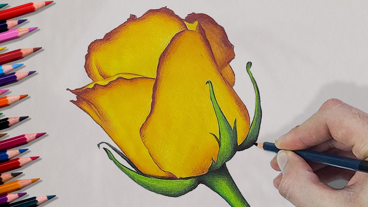 How to Draw a Beautiful ROSE from Scratch with Colored Pencils - Pencil Colour Drawing Tutorial