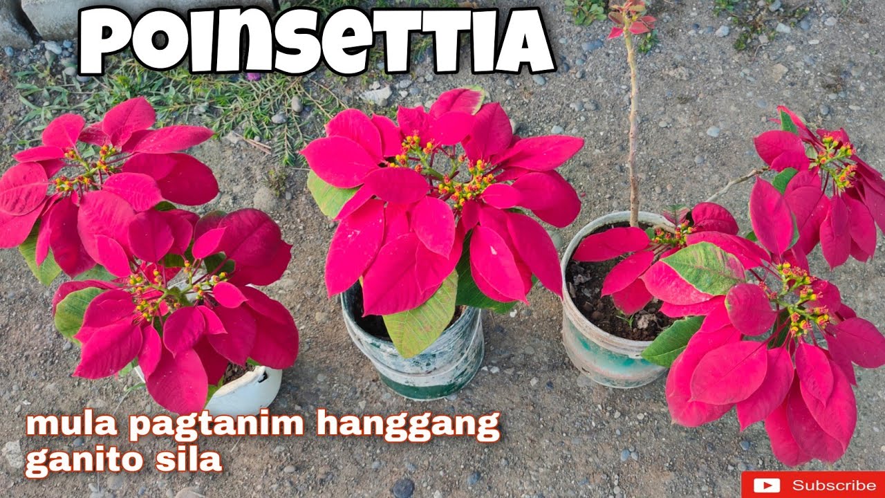 POINSETTIA NAPAKAGANDA DIN PALA | Panoorin mula pagtanim hanggang gumanda sila