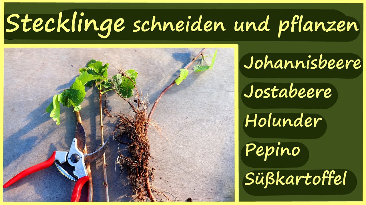 Pflanzen vermehren mit Stecklingen │Stecklinge schneiden Johannisbeere Jostabeere Holunder Pepino