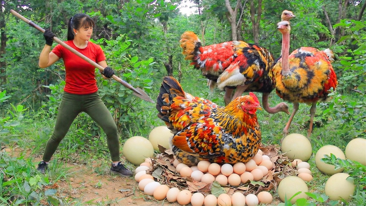 TIMELAPSE -- Women Catch Chicken Egg and Ostrich in Forest & Cooks a Delicious Egg Dish