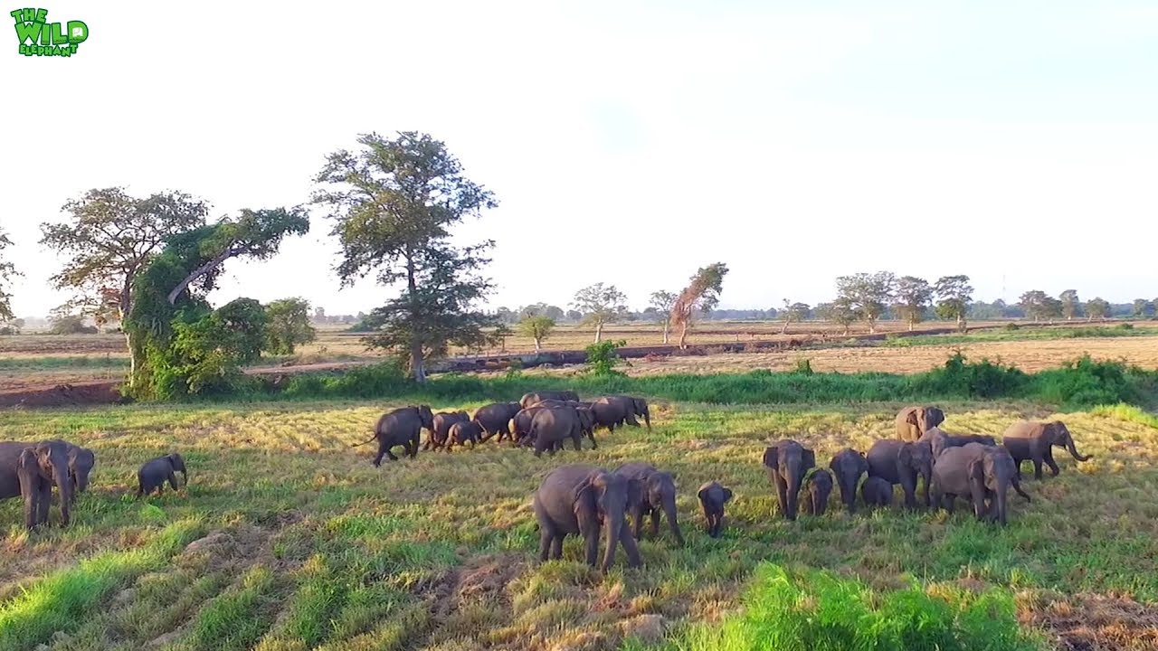 Drone footage captured how amazing elephants are