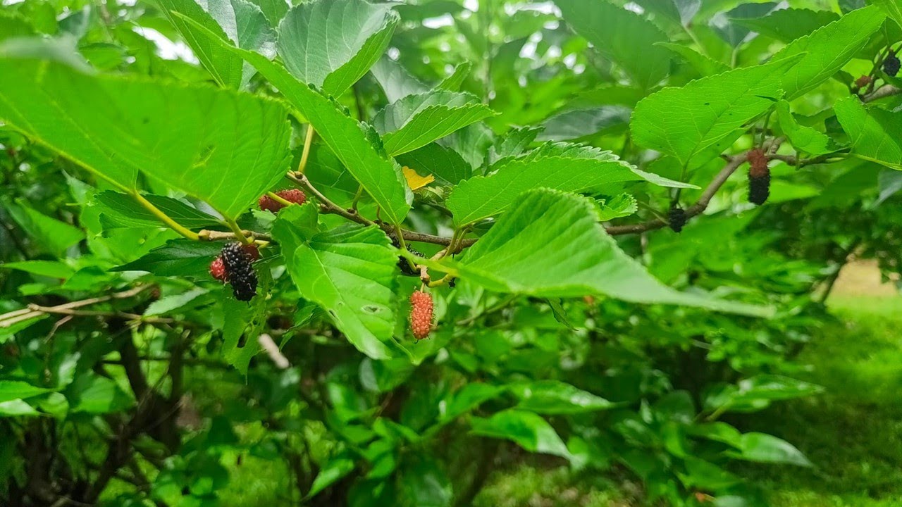 Hills & Berries Farm PH in Pangil, Laguna | Pick and Pay Mulberry | Near Ambon Ambon Falls