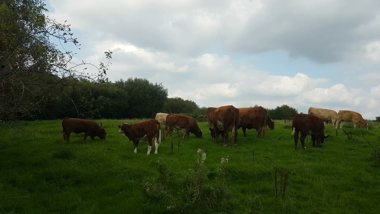 🇮🇪☘ COWS🐄GRAZING AT TWILIGHT💖RURAL IRISH AGRICULTURE💖10min VIDEOS IN SITE💖be a subscriber please💖💖