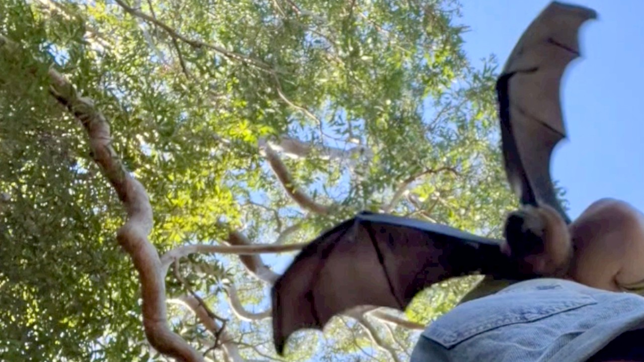 Hard releasing a flying-fox:  this is Micro going back to her mum.