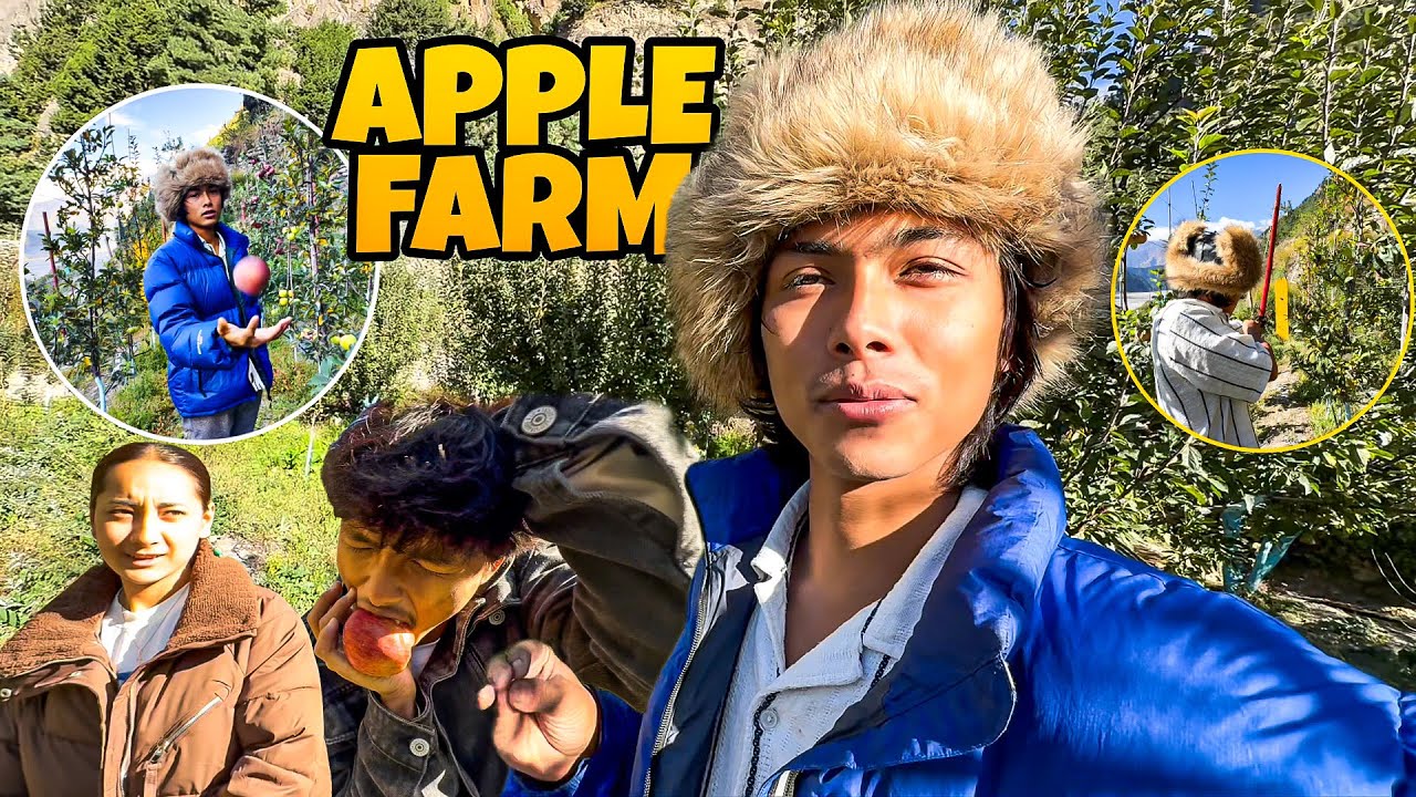 Mustang ko apple farm maa APPLE kindai 