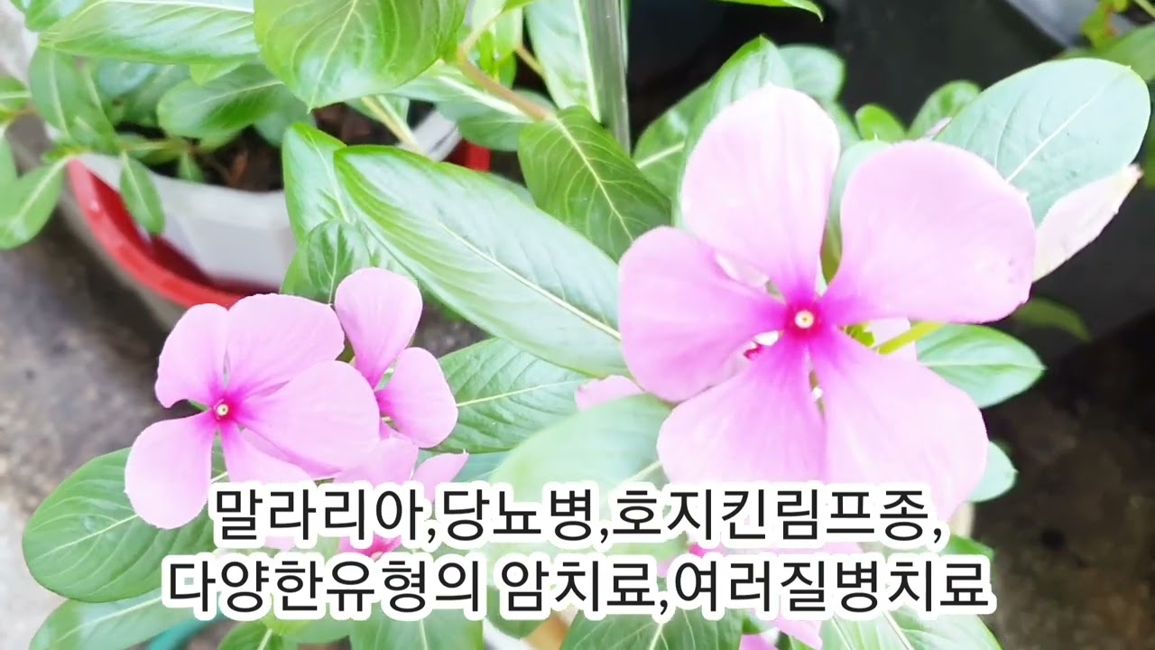 일일초 / 꽃씨가 어디에 있을까요