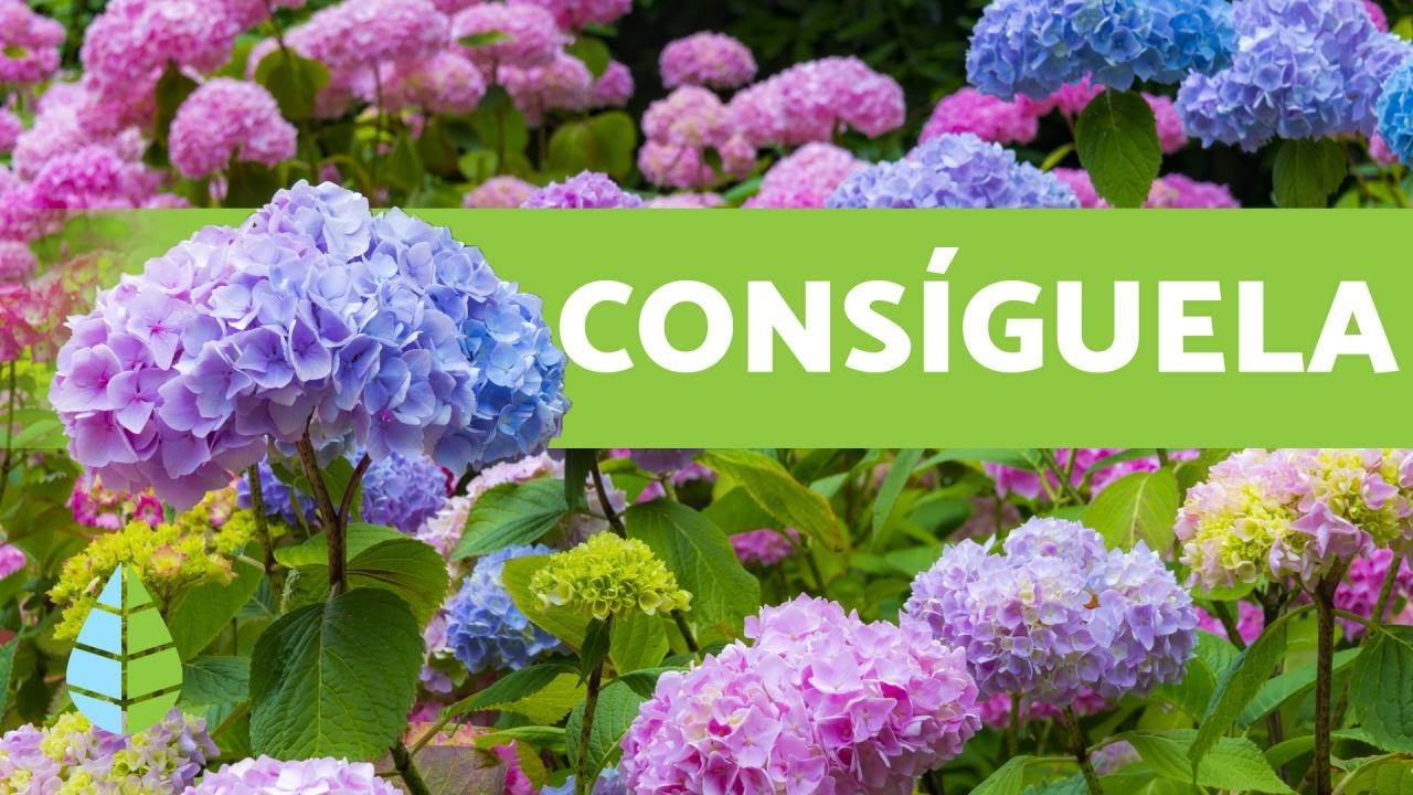 HORTENSIA AZUL 💐 C&oacute;mo Conseguirla y Cuidados