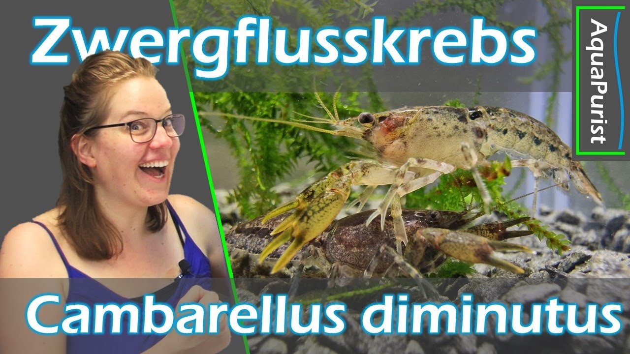 der KLEINSTE Zwergflusskrebs 🦞 Jetzt NEU bei uns im Online-Shop 🍂 Cambarellus diminutus #Aquapurist