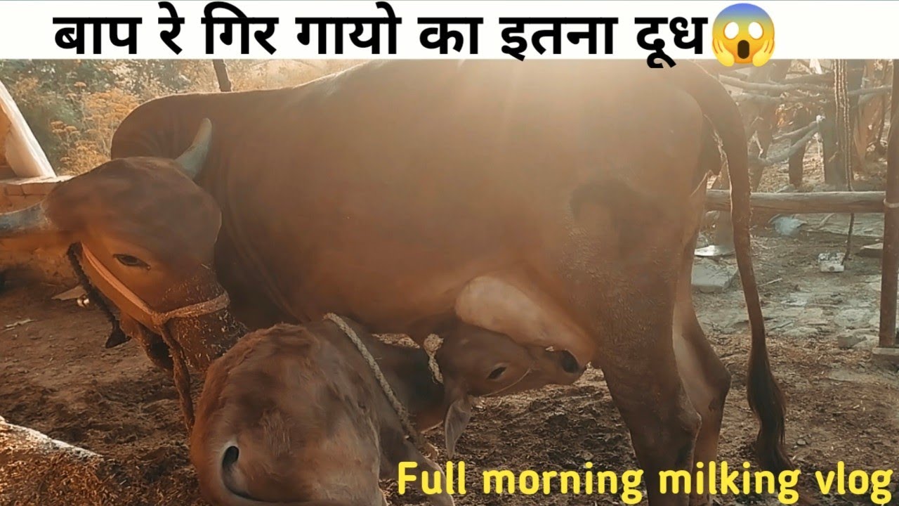 Frist Timer Gir Cow Milking Full Vlog Kaushambi Uttar Pradesh 🔥#Cow#Milking#Village #Gir #India