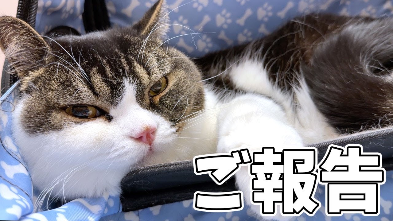 【ご報告】息子猫が体調不良で病院に…