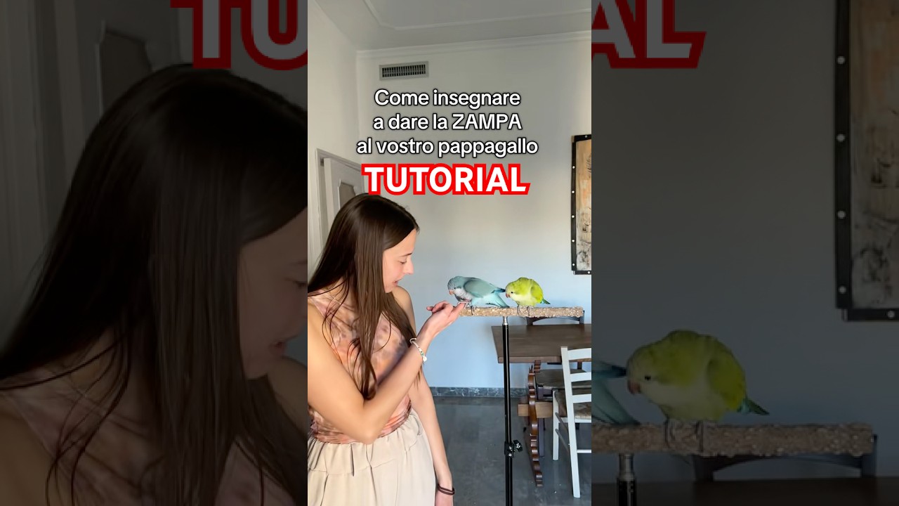 Tutorial di come insegnare a fare la zampa al vostro pappagallo💕🦜 #addestramento #pappagallo