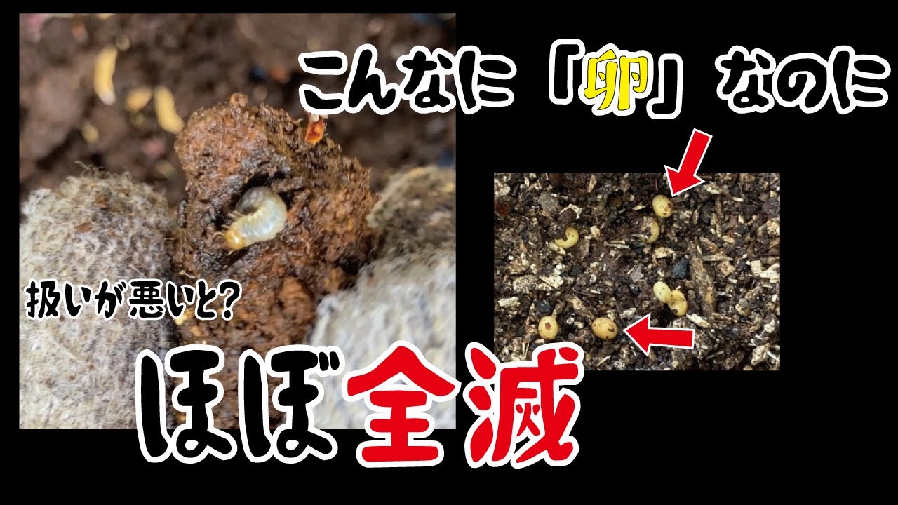クワガタの卵　4ヶ月経っても孵化してくれない