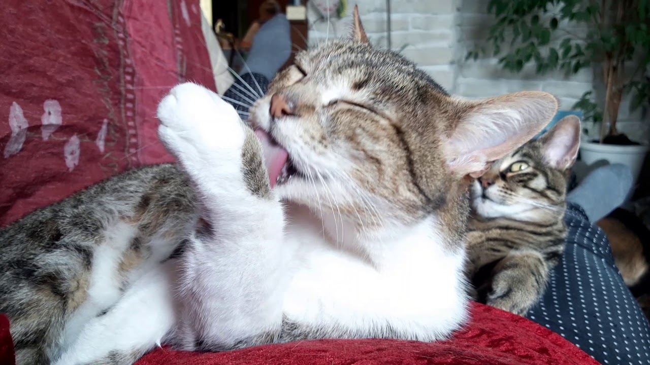 Comment mon chat entretient son tablier blanc. Sc&egrave;ne insolite et relaxante &agrave; regarder.