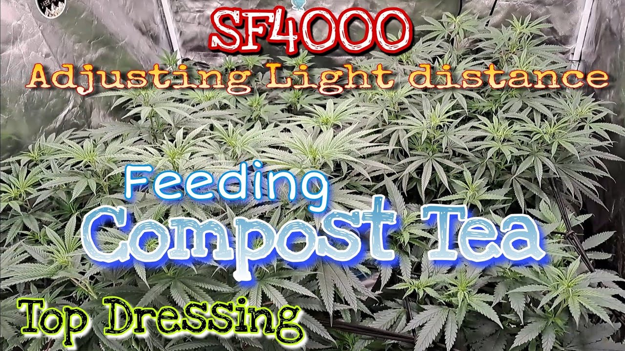 Compost Tea for Cannabis : Weeks 10, 11, & 13 of veg / Spider Farmer / 4x4 Grow