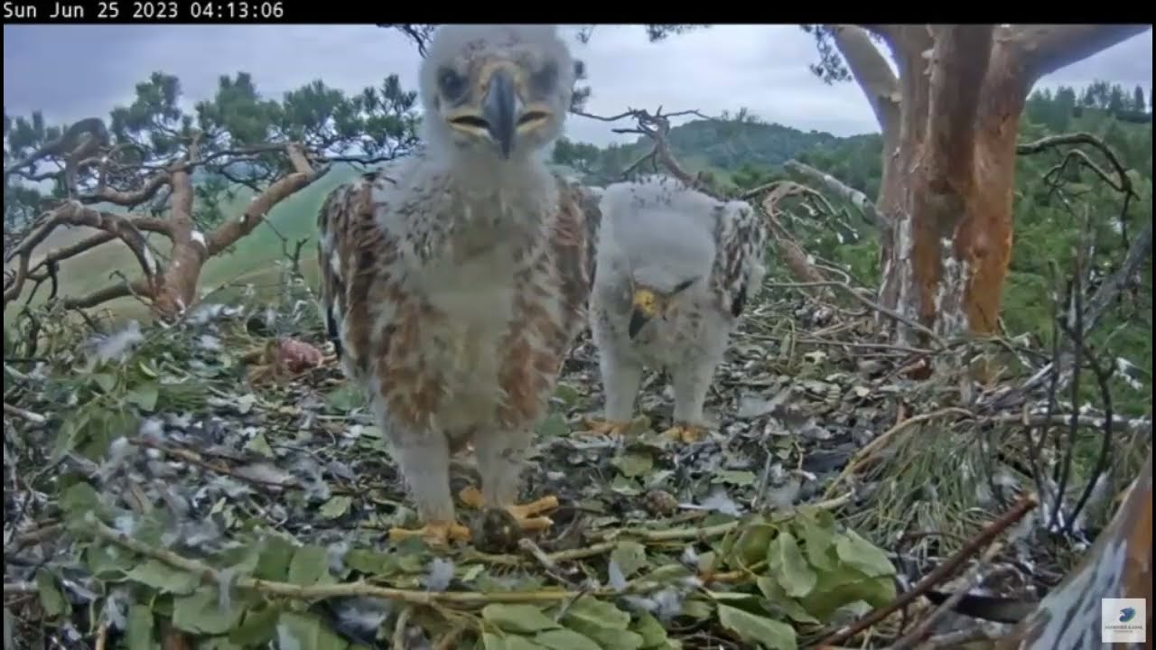 Eaglet spits out a large pellet 25.6.23