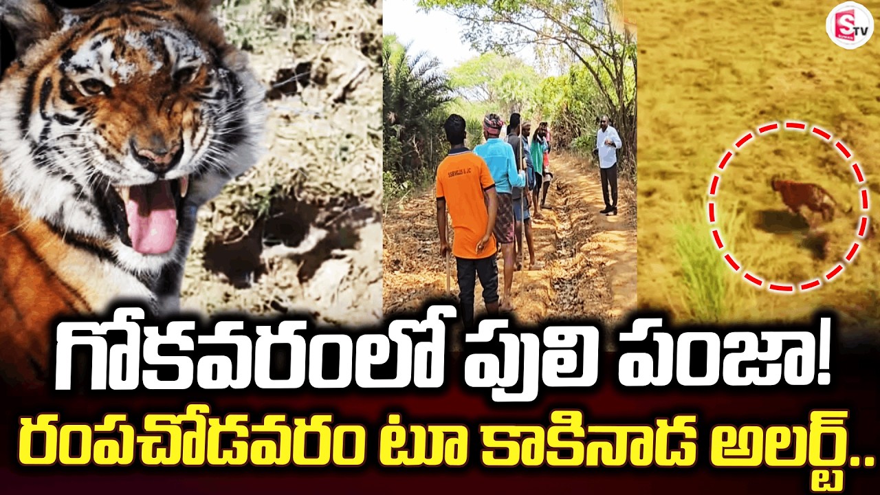Rampachodavaram Gokavaram Tiger Paw! | Rampachodavaram | Tiger Latest Updates |@SumanTVrampachoda...