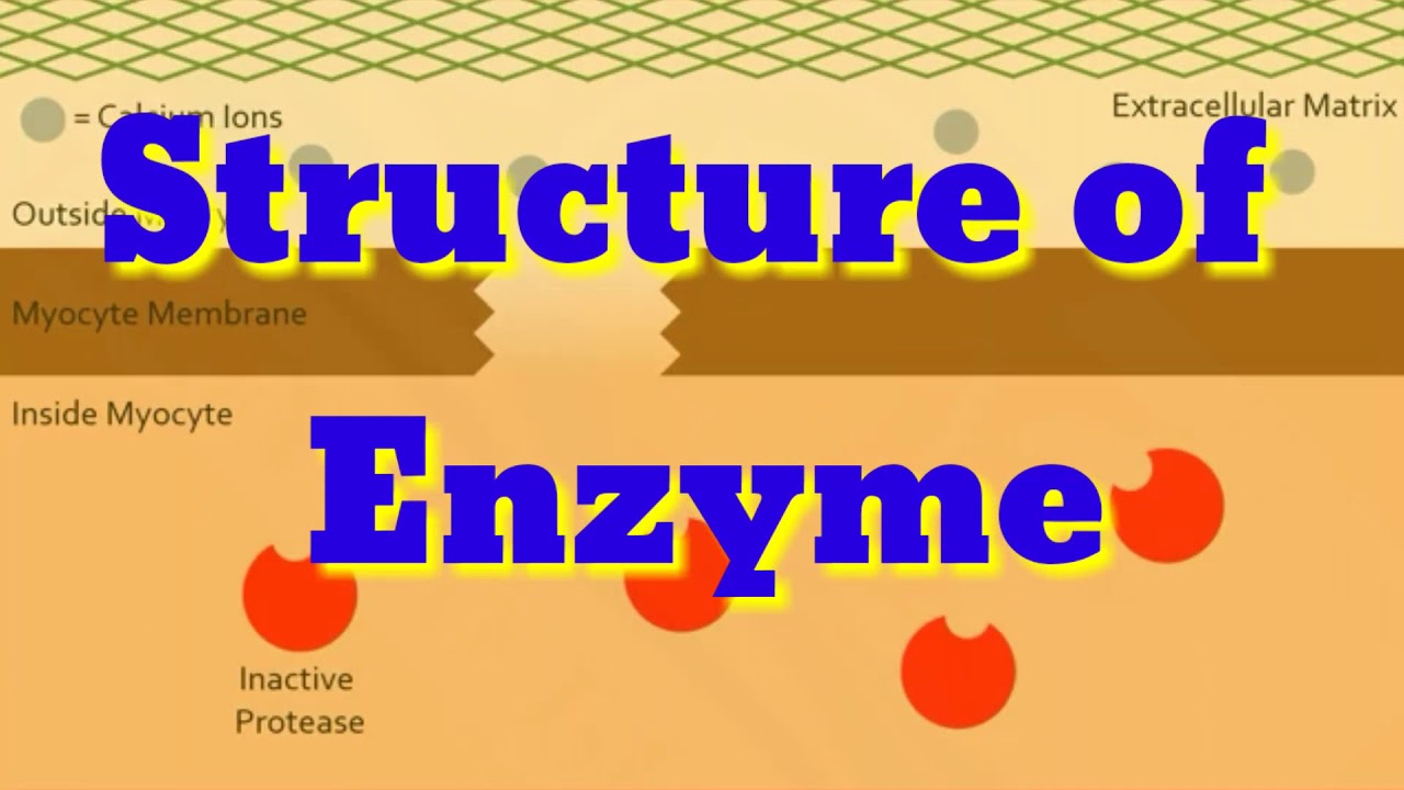 Structure of Enzyme || Simple enzyme, Complex enzyme, Iso enzyme || In Hindi & English 🤗