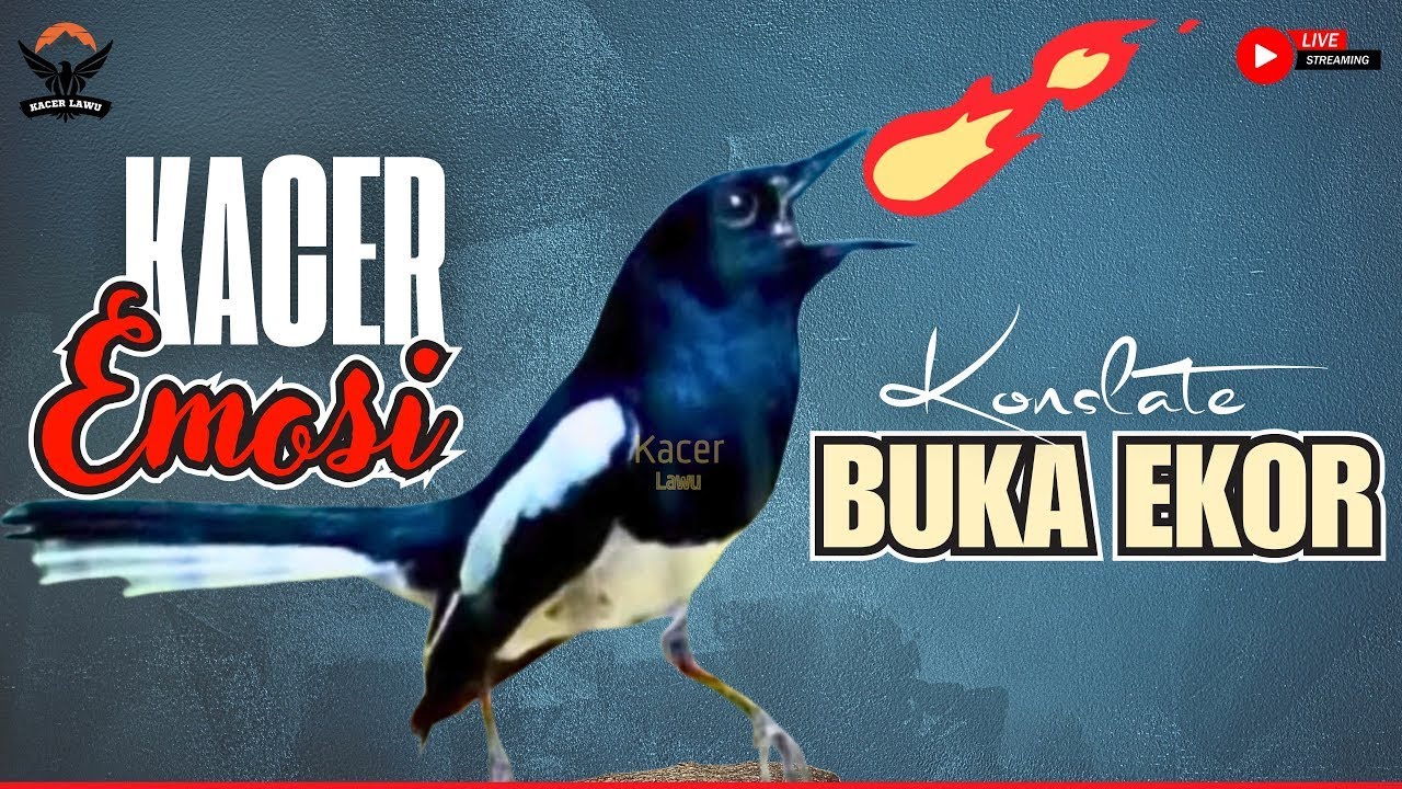 🔴 SUARA BURUNG KACER GACOR NGEPLONG KONSLET ~ PANCINGAN AMPUH AGAR KACER BAHAN CEPAT GACOR EMOSI🔥