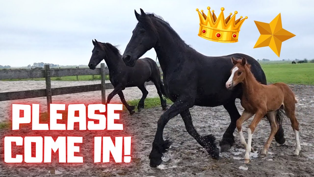 A mare with 3 foals. Ride and scary rinse | Friesian Horses