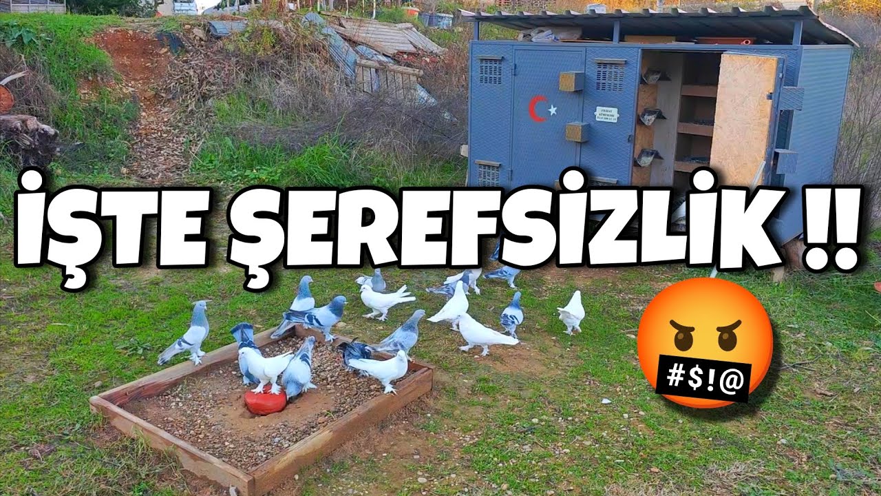 KÜMESİ YAKMIŞLAR ŞEREFSİZLİĞİN BUKADARI‼️#oyunkuşu #güvercin #taklacıgüvercin#pigeon #mardinoyunkuşu