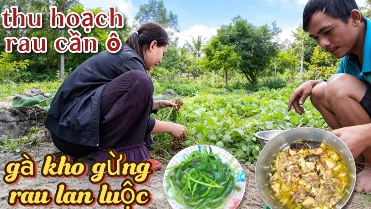 GÀ KHO GỪNG, ĂN CÙNG RAU LAN LUỘC, Thu hoạch rau cần ô