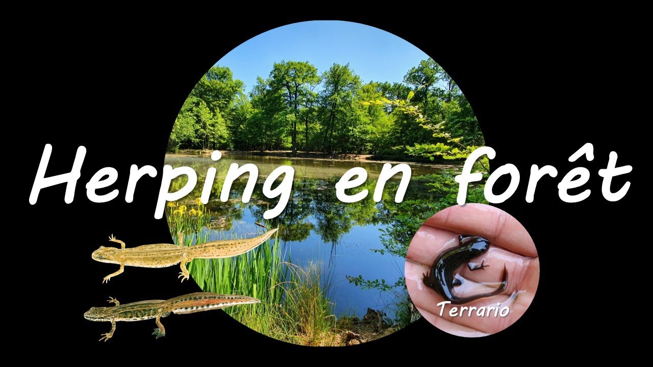 Sortie herping en forêt 🦎 🐟 🦌 🦠