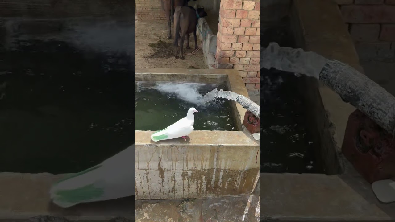 Nmma Kabootar Kise De Hor Ghar Vich Beth Gyea || Main Chl Tere Piche aahu😁#pigeoncatching