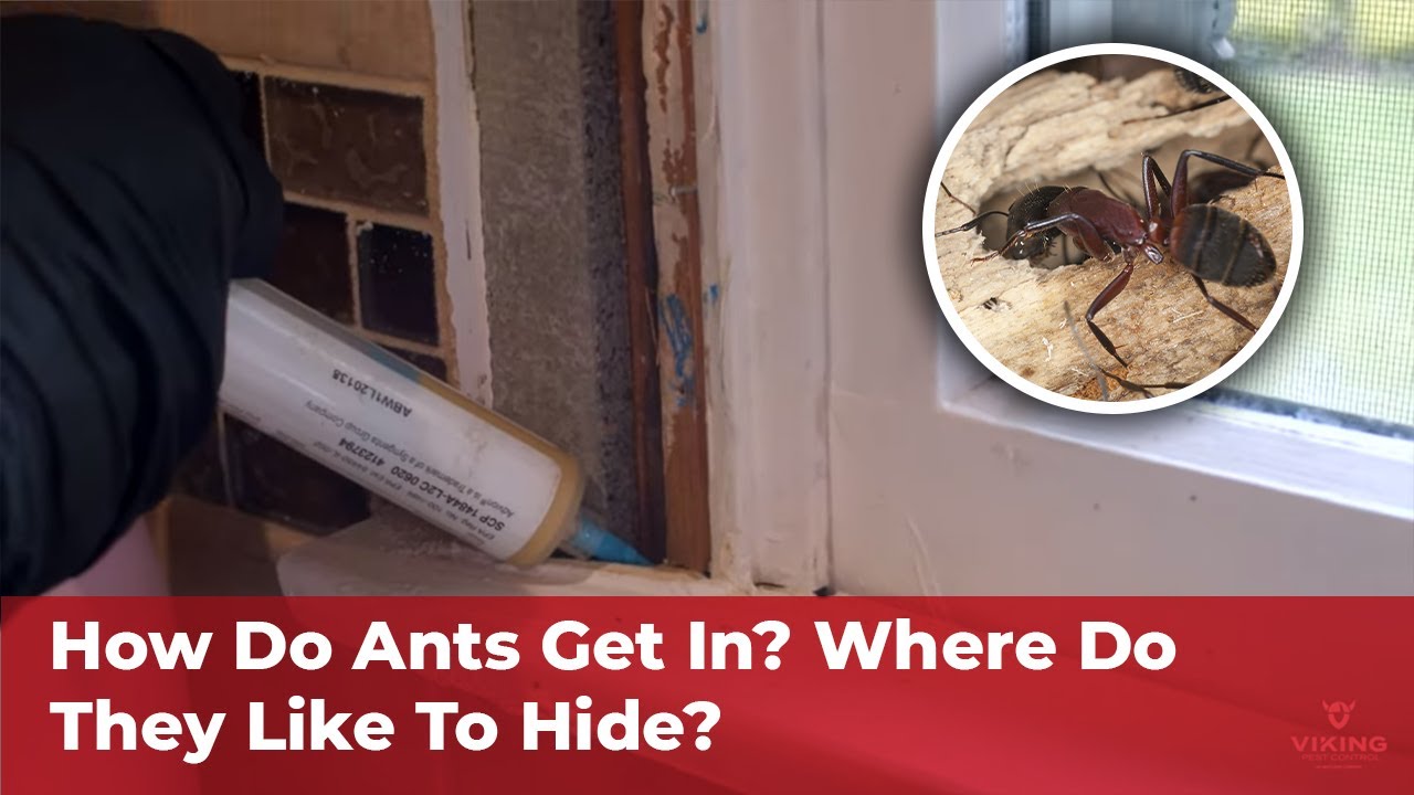 Ant Control